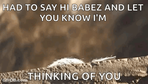 Feather On Rock Had To Say Hi Babez GIF