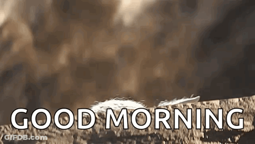 Feather On Rock Saying Good Morning GIF