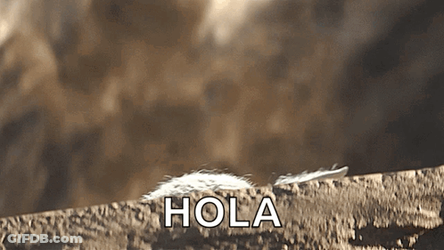 Feather On Rock Saying Hola GIF