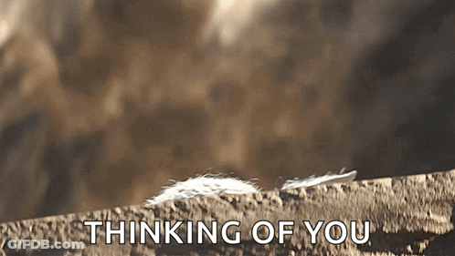 Feather On Rock Thinking Of You GIF