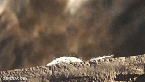 Feather On Rocky Surface GIF
