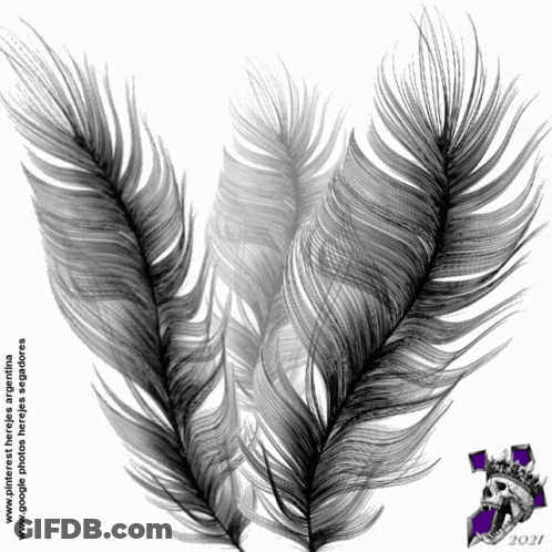 Feathers With 2021 GIF