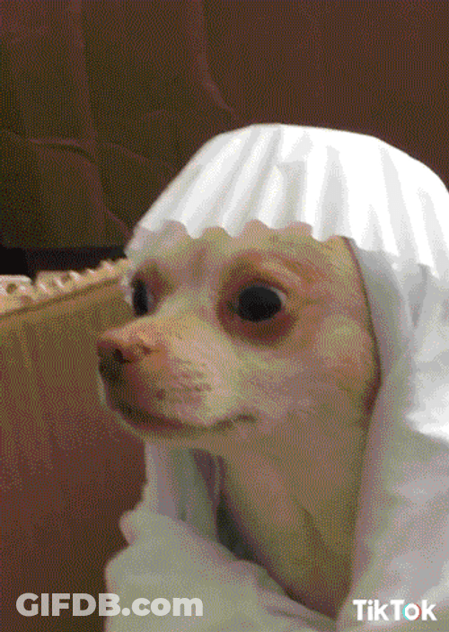 Fed Up Dog GIF