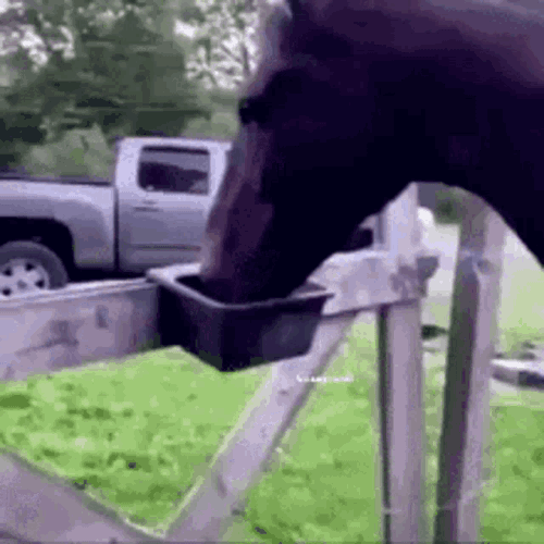 Fedecks GIF