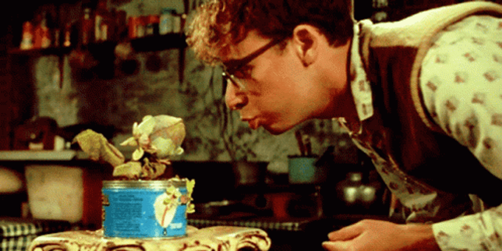 Feed Me Seymour Little Exotic Plant Audrey GIF