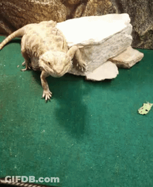 Feeding Bearded Dragon GIF