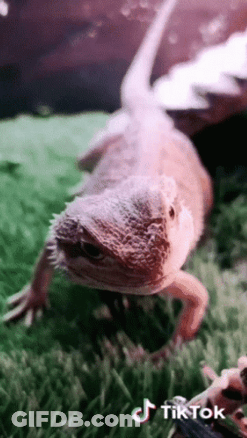 Feeding Bearded Dragon With Spider GIF