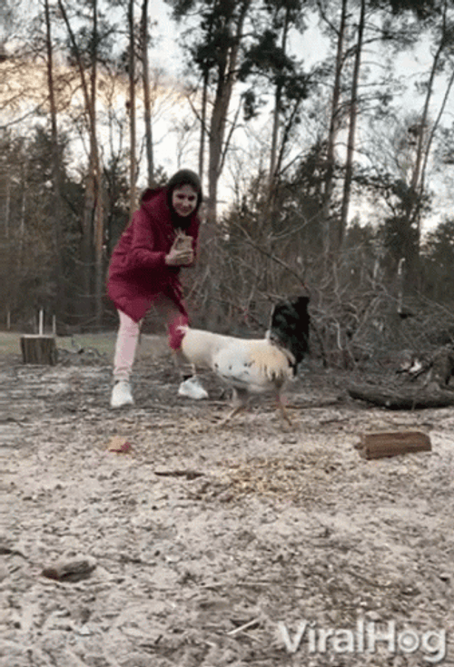 Feeding Chicken Run GIF