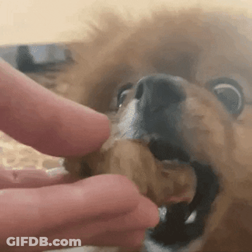 Feeding Chow Dog GIF