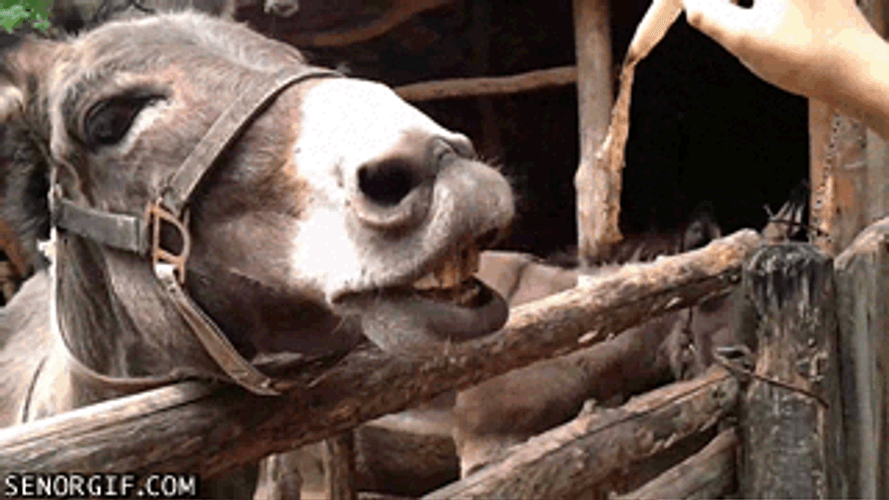 Feeding Farm Donkey GIF