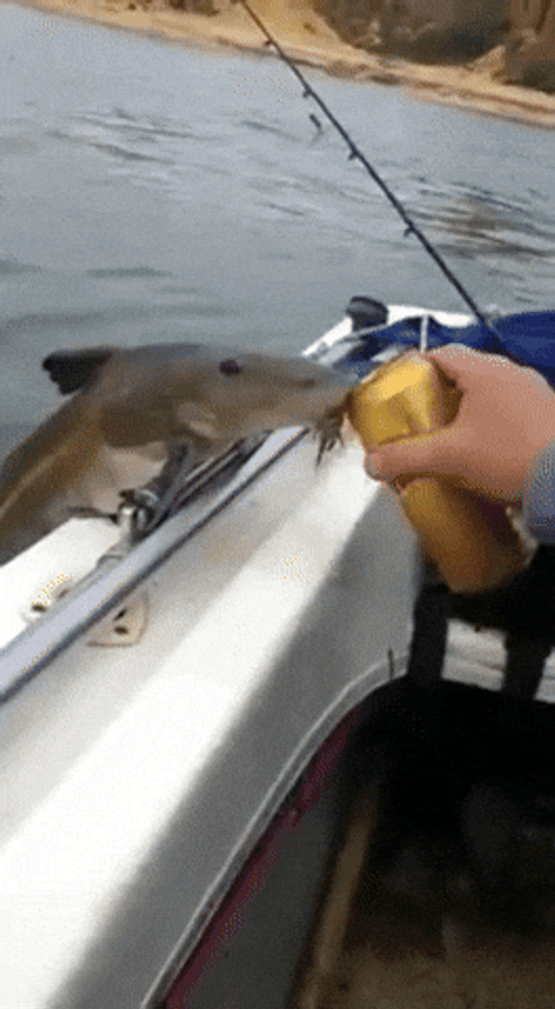 Feeding Fish Meme GIF