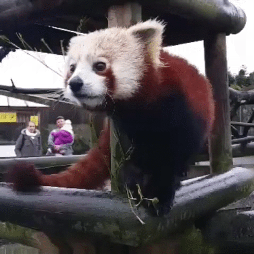 Feeding Red Panda GIF