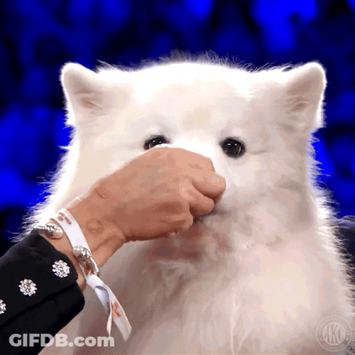 Feeding Samoyed During Show GIF