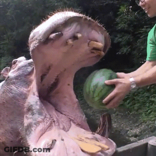 Feeding Watermelon Hungry Giant Hippo GIF