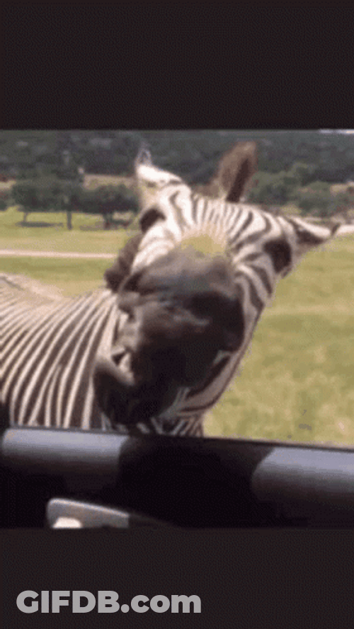 Feeding Zebra Wide Mouth GIF