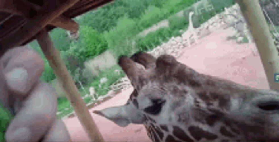 Feeding Zoo Giraffe GIF
