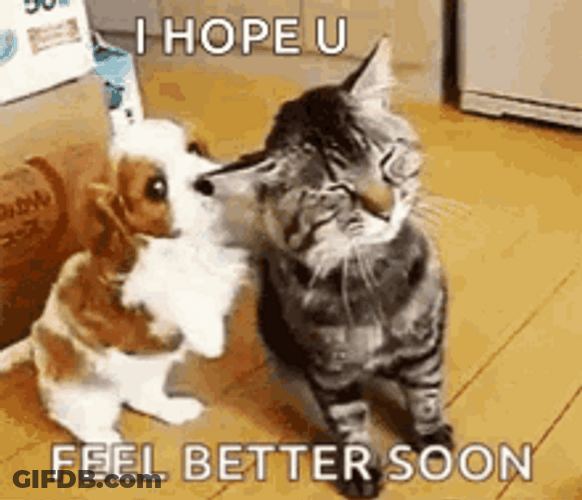 Feel Better Cat GIF