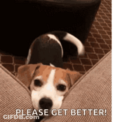 Feel Better Dog Wagging Tail GIF