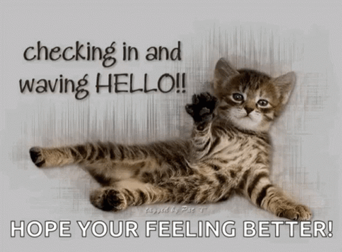 Feel Better Soon Cat Wave GIF