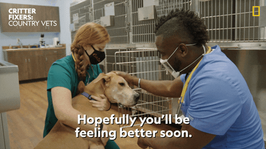 Feel Better Soon Good Dog GIF