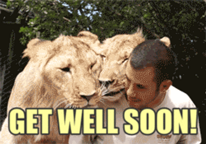 Feel Better Soon Tiger Cuddle GIF