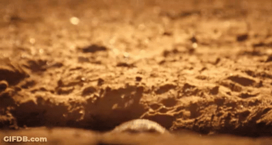 Feeling Better Cute Meerkat GIF