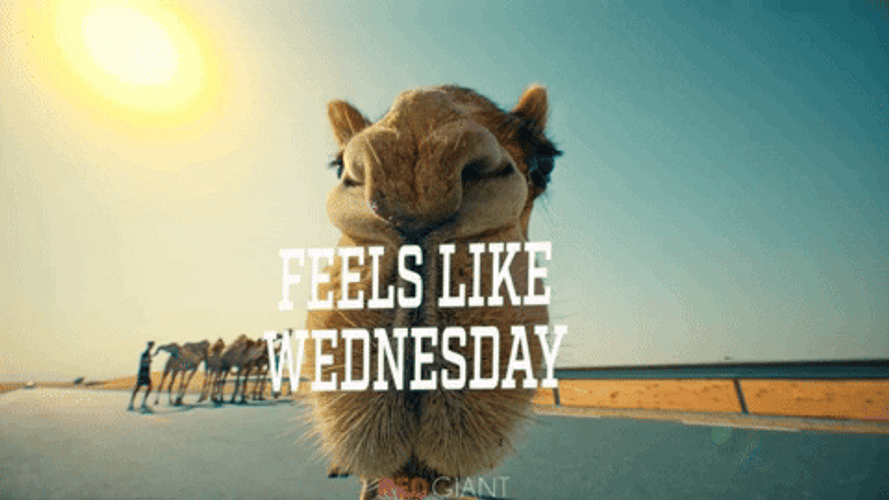 Feels Like Wednesday Camel Zoom In Meme GIF