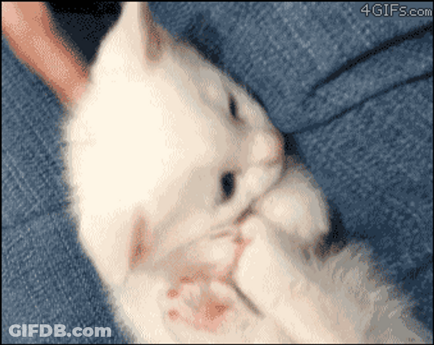 Feet Hurt Kitten Bite Itself GIF