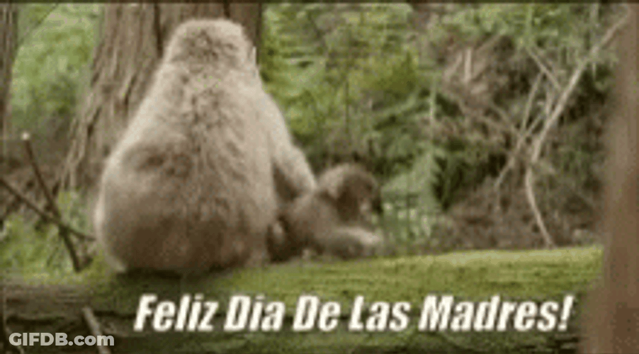 Feliz Dia De La Madre Cute Animal GIF