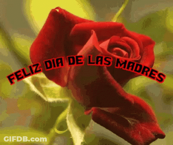 Feliz Dia De La Madres Blooming Rose GIF