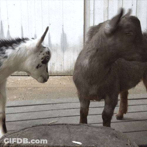 Feliz Dia Del Amor Y La Amistad GIF