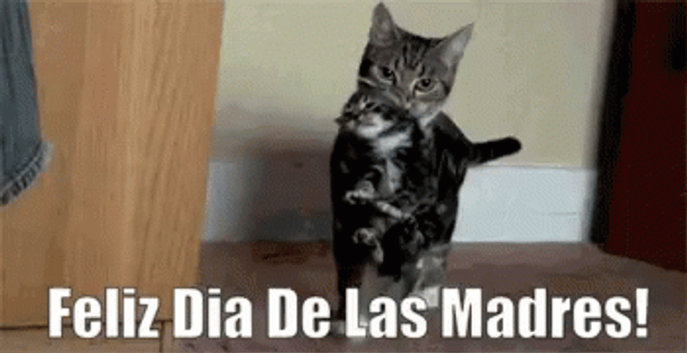 Feliz Die De Las Madres Cat Mom GIF