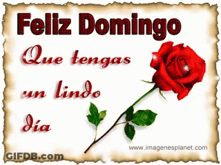 Feliz Domingo Que Tengas Un Lindo Dia Rose GIF