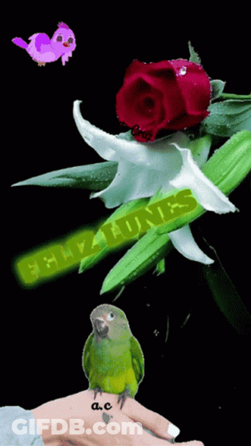Feliz Inicio De Semana GIF