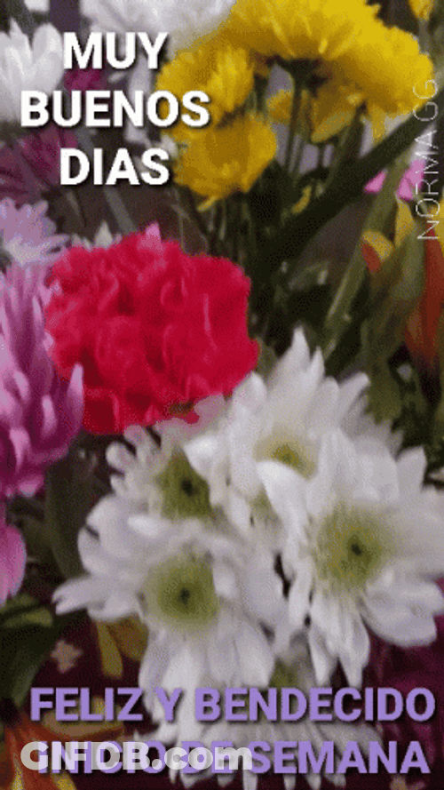 Feliz Inicio De Semana GIF
