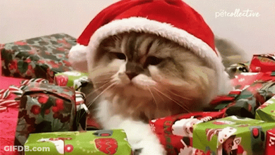 Feliz Navidad Gatos GIF
