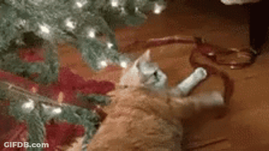 Feliz Navidad Gatos GIF
