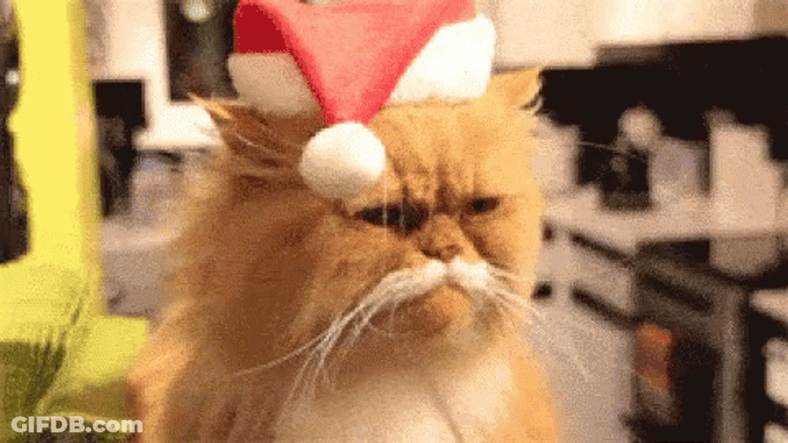 Feliz Navidad Gatos GIF