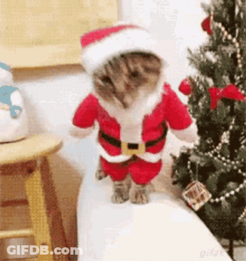 Feliz Navidad Gatos GIF