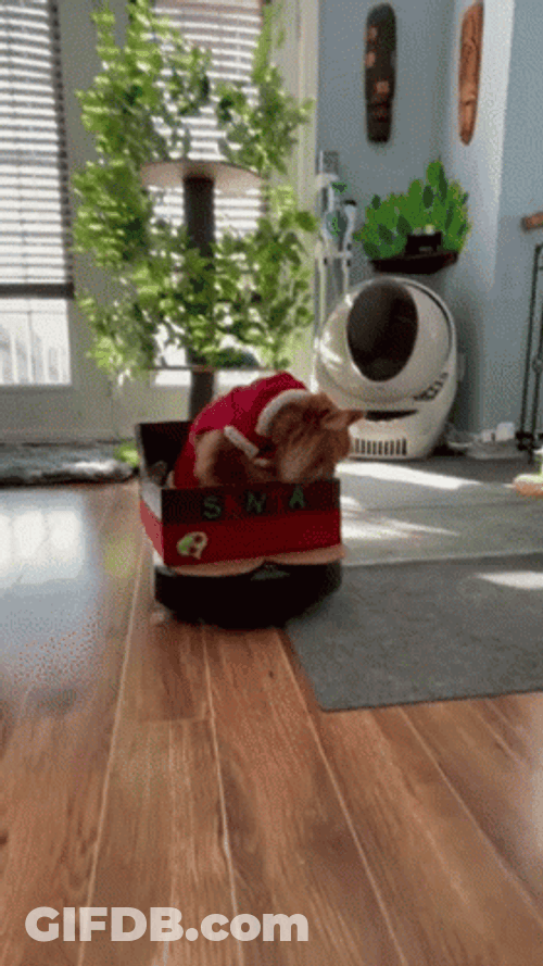 Feliz Navidad Gatos GIF