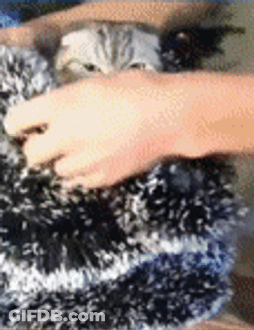 Feliz Navidad Gatos GIF