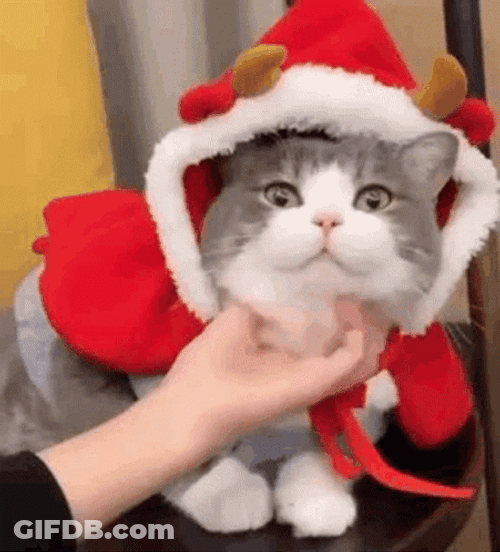 Feliz Navidad Gatos GIF