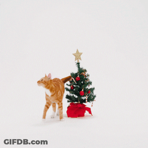Feliz Navidad Gatos GIF