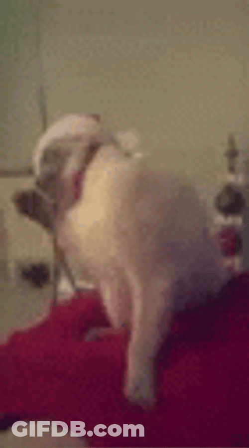 Feliz Navidad Gatos GIF