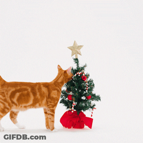Feliz Navidad Gatos GIF