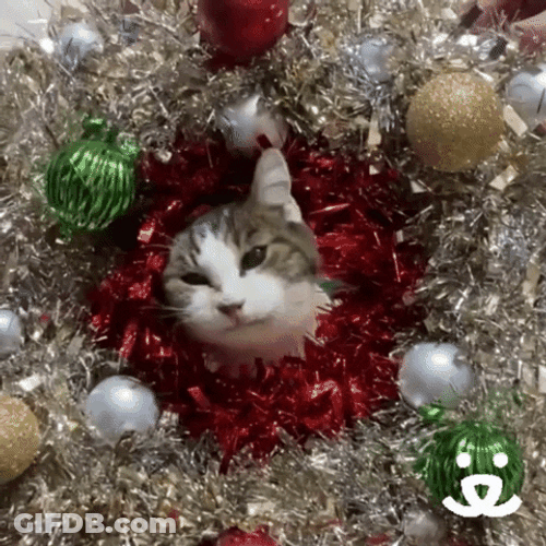Feliz Navidad Gatos GIF