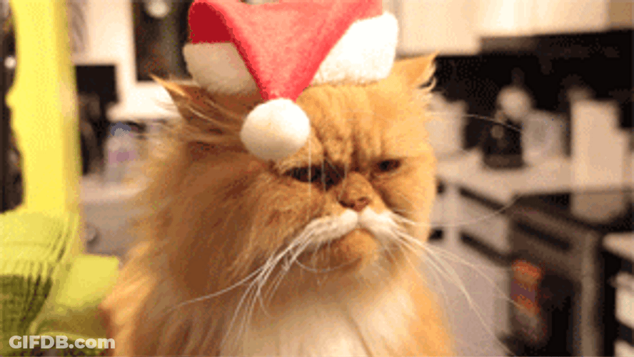Feliz Navidad Gatos GIF
