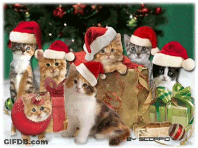 Feliz Navidad Gatos GIF
