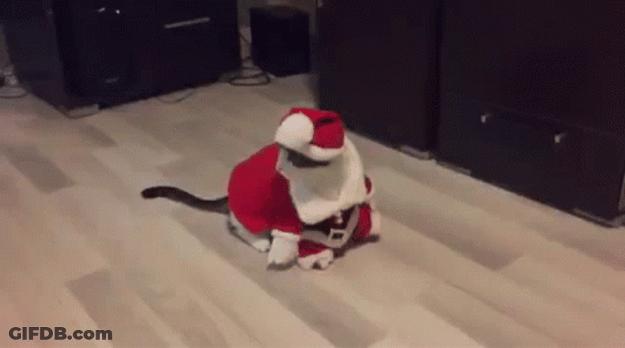Feliz Navidad Gatos GIF