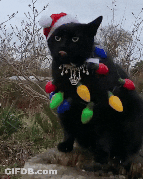 Feliz Navidad Gatos GIF